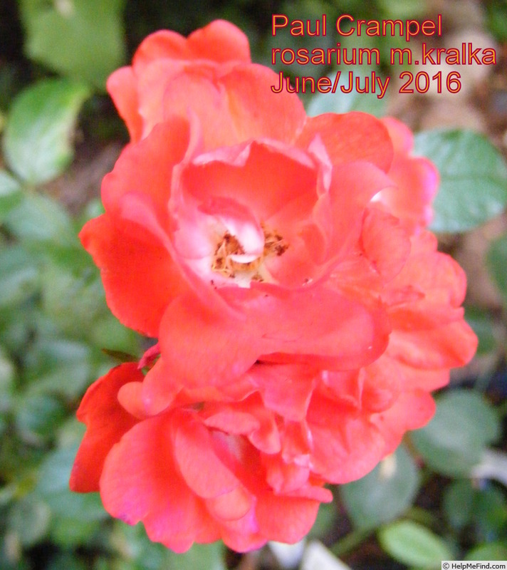 'Paul Crampel' rose photo