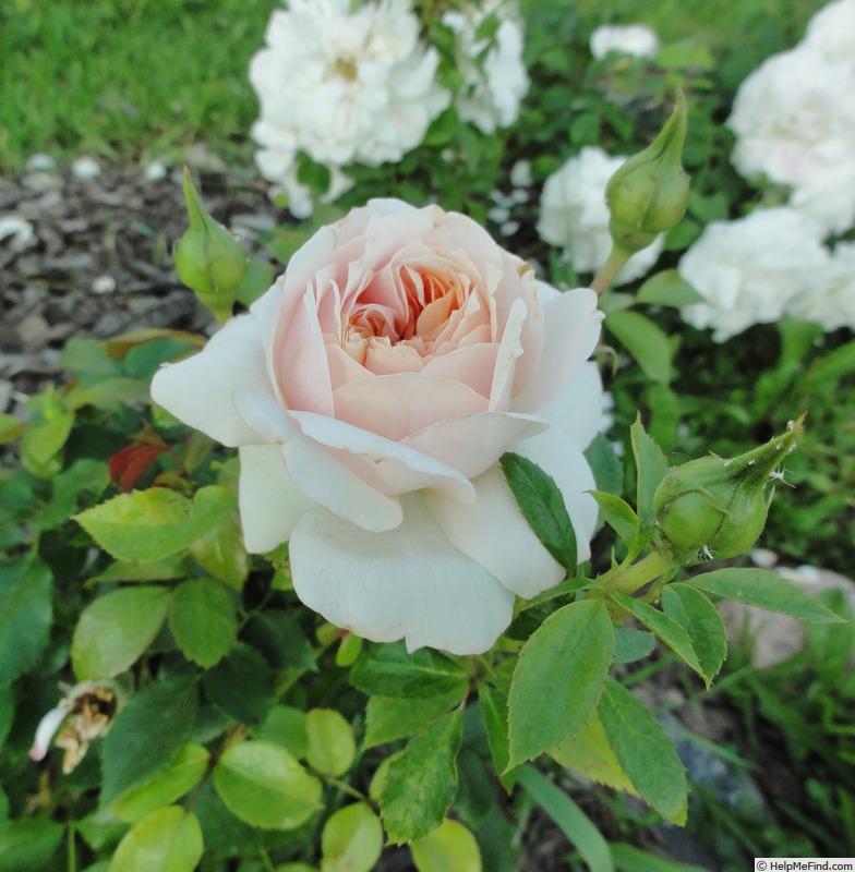 'Garden of Roses ®' rose photo