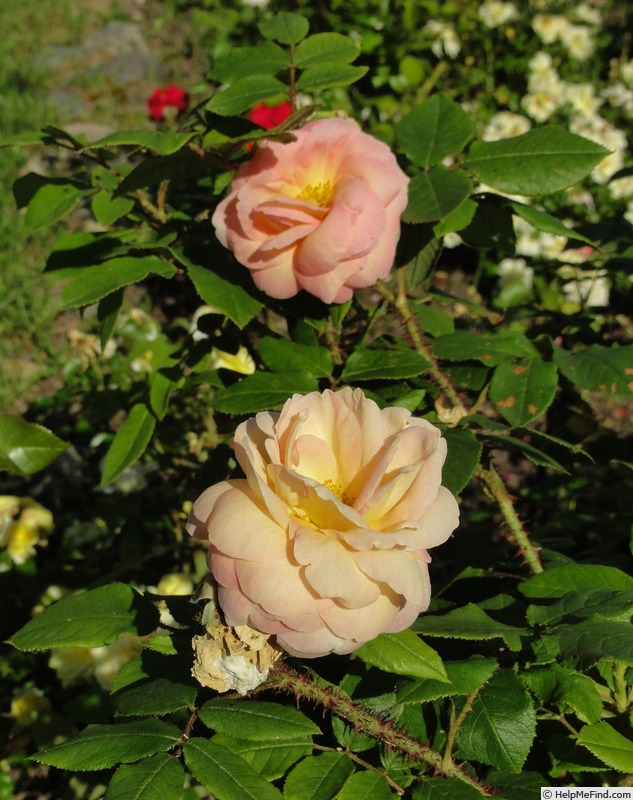 'Golden Moss' rose photo