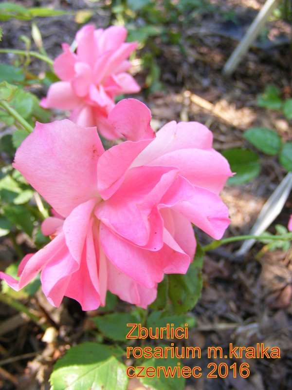 'Zburlici' rose photo