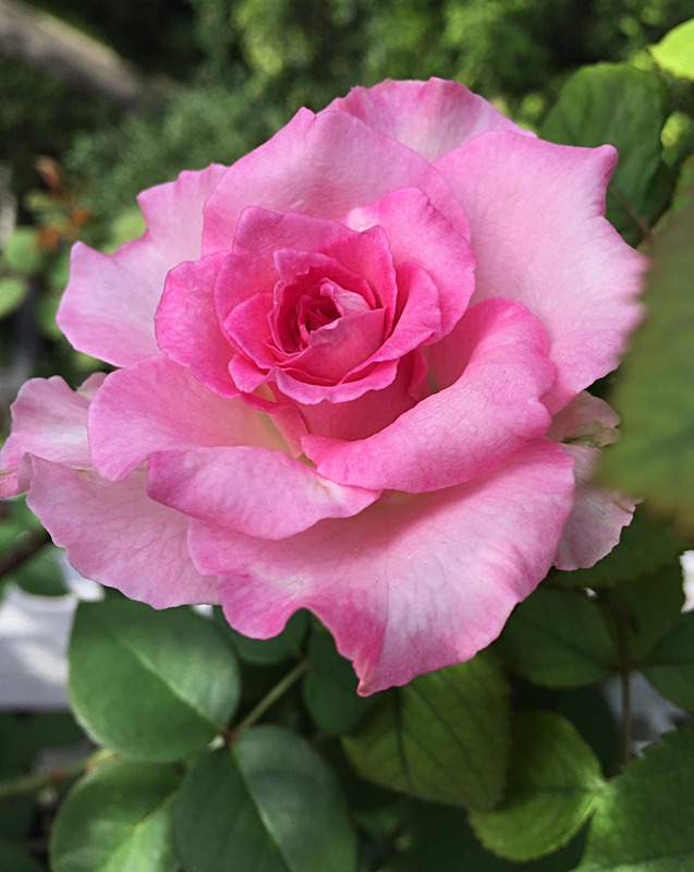 'Beverly ®' rose photo