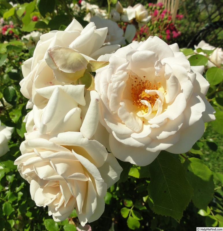 'Martine Guillot ®' rose photo