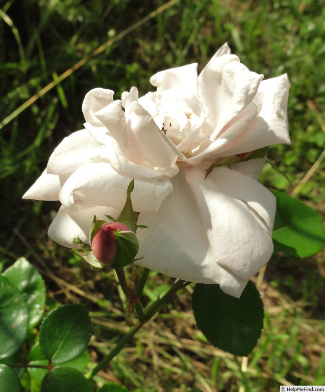 'New Dawn (Large Flowered Climber, Dreer, 1930)' rose photo