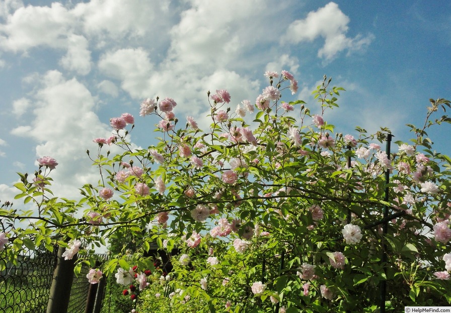 'Paul's Himalayan Musk Rambler' rose photo