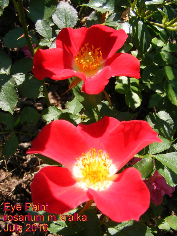 'Eye Paint ®' rose photo