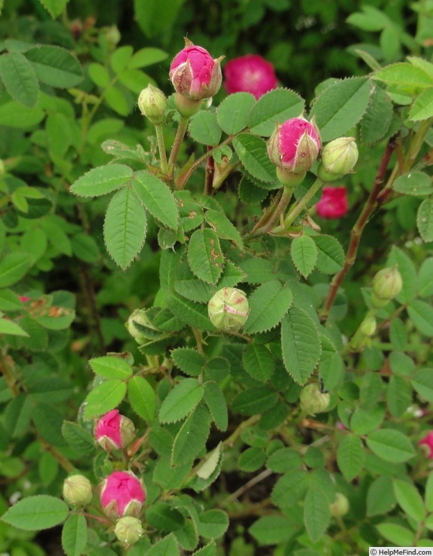 'Pompon de Bourgogne' rose photo