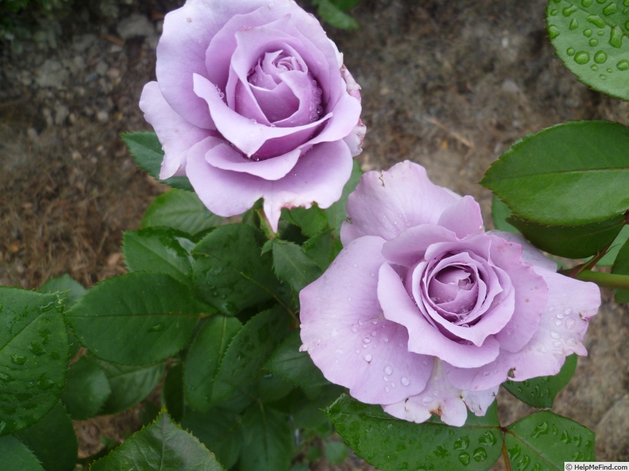 'Novalis ®' rose photo