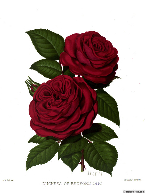 'Duchess of Bedford (hybrid perpetual, Postans, 1879)' rose photo