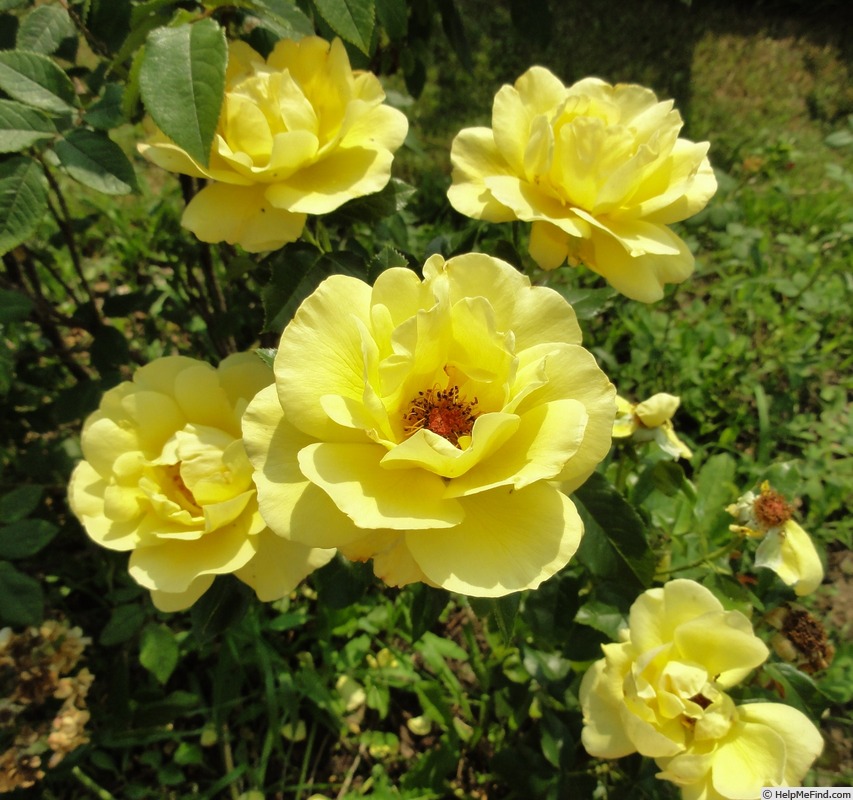 'The Brownie Rose' rose photo