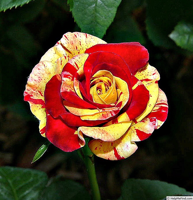 'Connie Homecoming Queen' rose photo