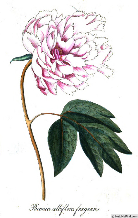 '<i>Paeonia albiflora fragrans</i>' peony photo