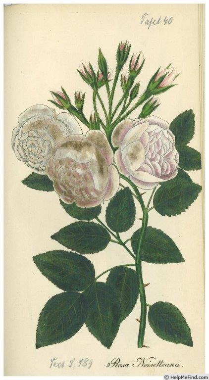 '<i>Rosa noisettiana</i> Bosc. Synonym' rose photo