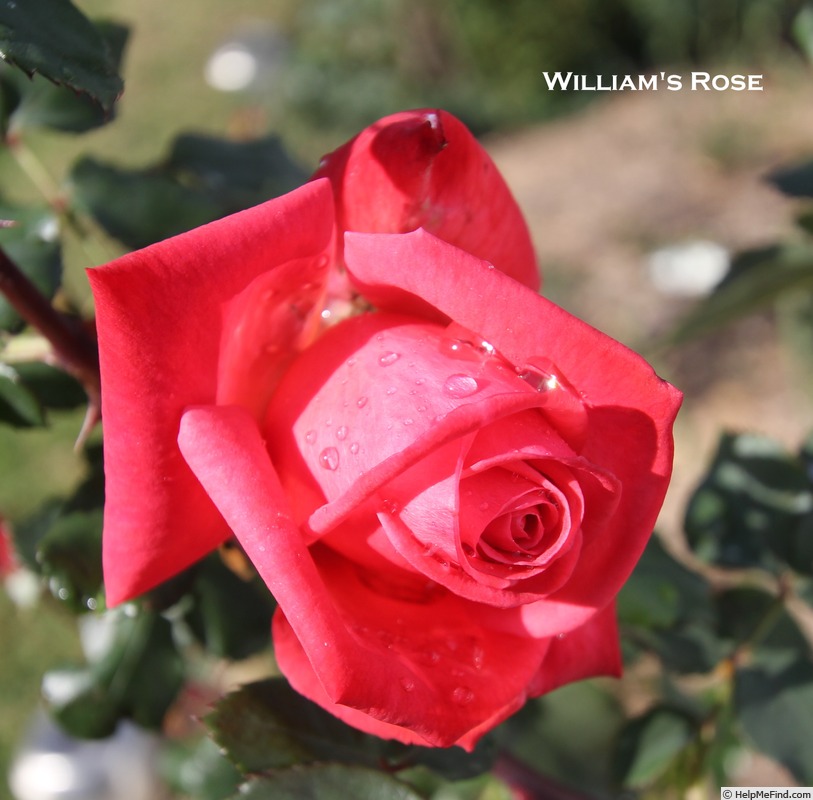 'William's Rose' rose photo