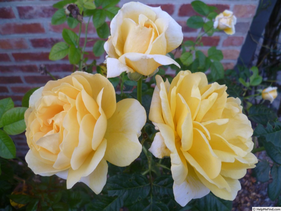'Michel Angelo' rose photo