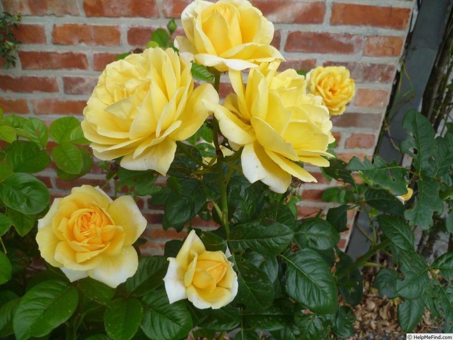 'Michel Angelo' rose photo