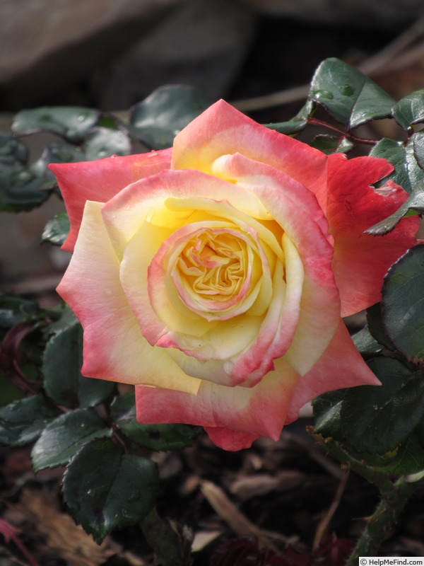 'Korbiel' rose photo
