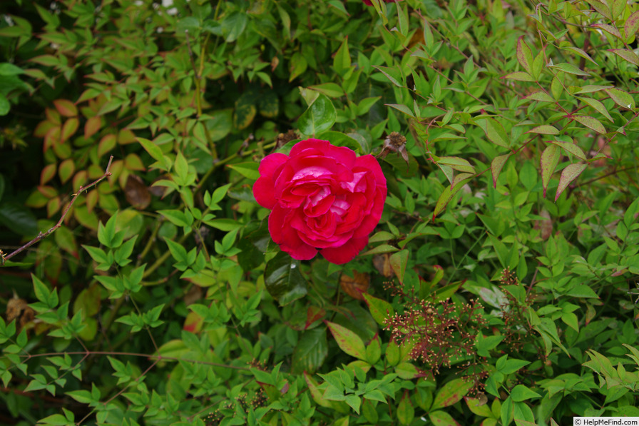 'Rose Gaujard ®' rose photo