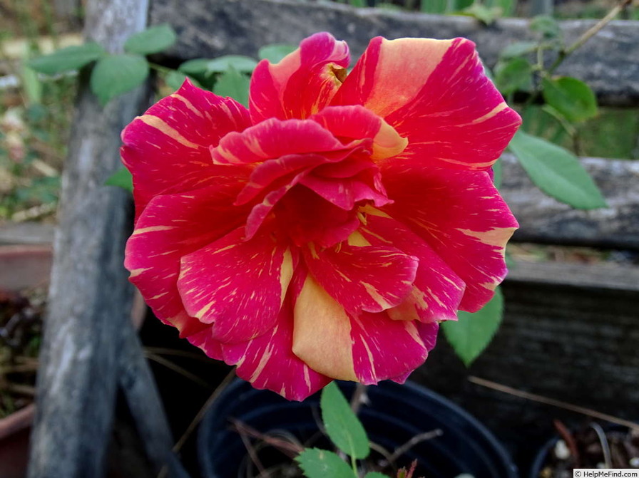 'Anvil Sparks' rose photo