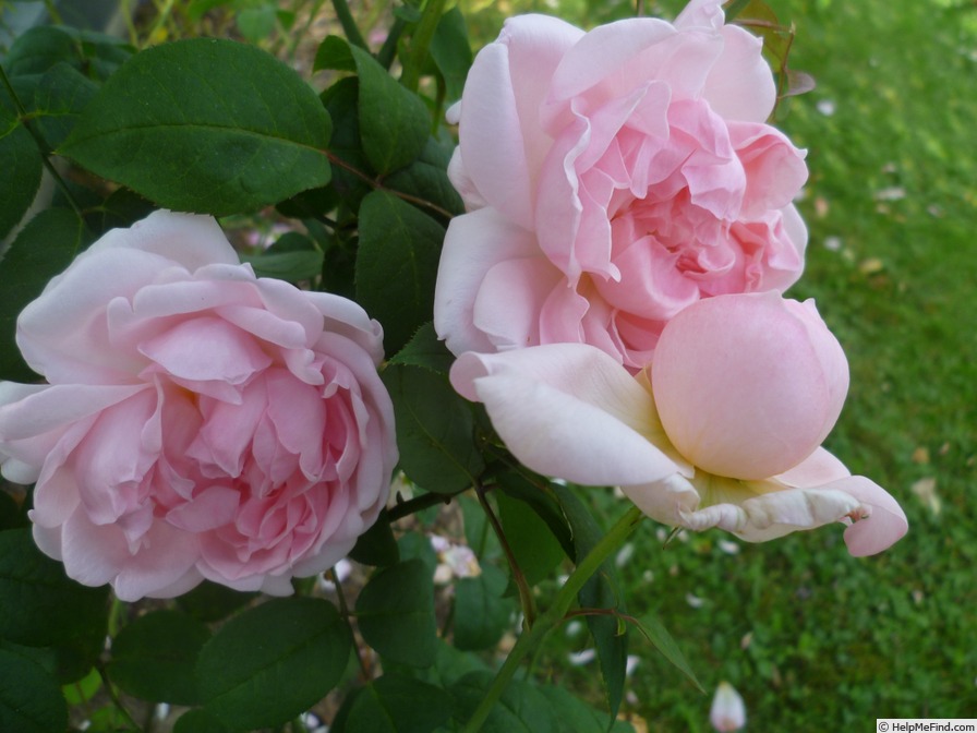 'Eglantyne' rose photo