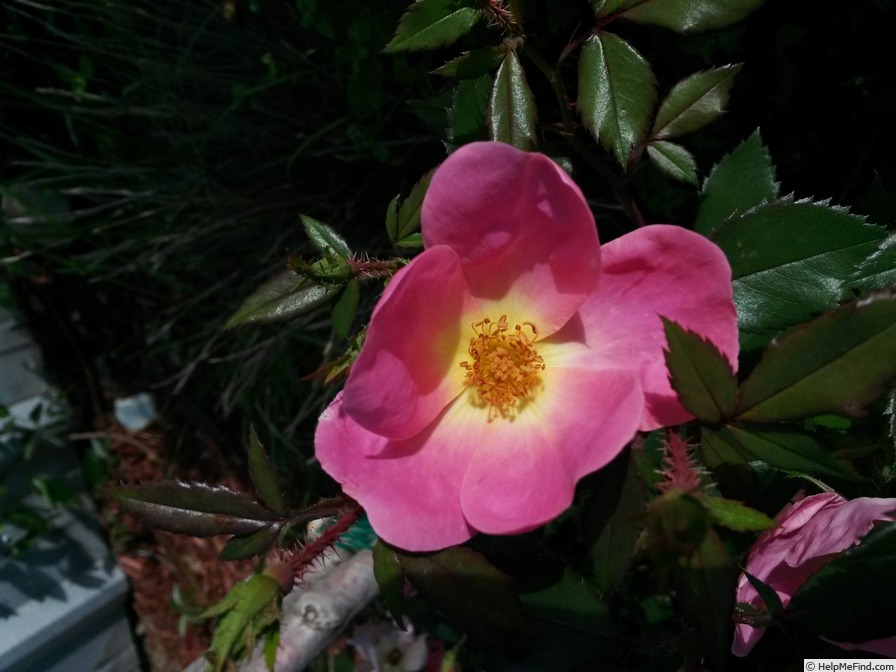 'Rainbow Knock Out ®' rose photo