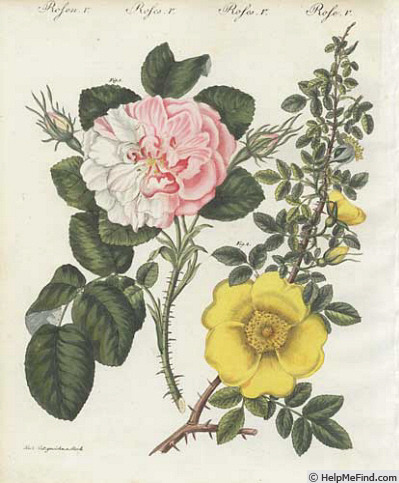 '<i>Rosa lutea</i> Mill. synonym' rose photo