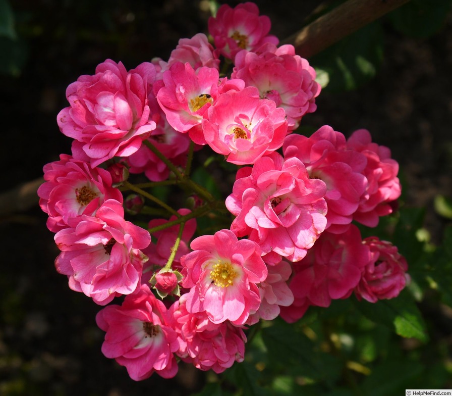 'Orleans' rose photo