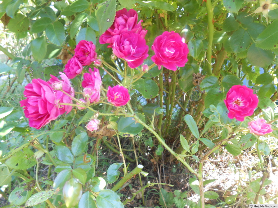 'Arras' rose photo