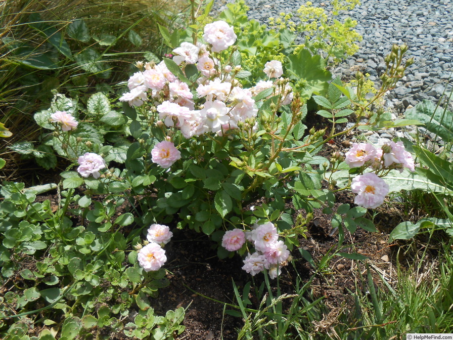 'Mignonette (polyantha, Guillot, 1875)' rose photo