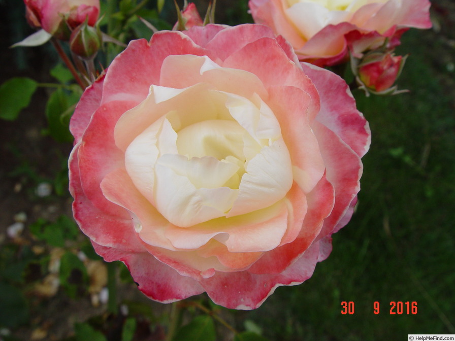 'Rosa Mystica (hybrid tea, Marchese, 2005)' rose photo