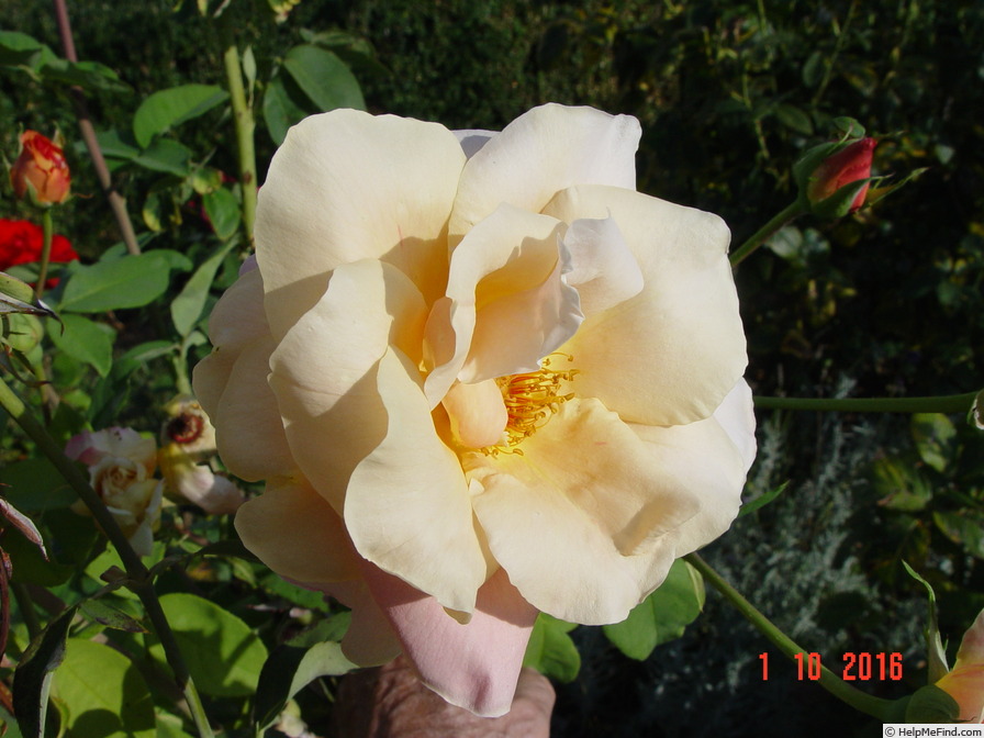 'Champagne (hybrid tea, Lindquist, 1961)' rose photo