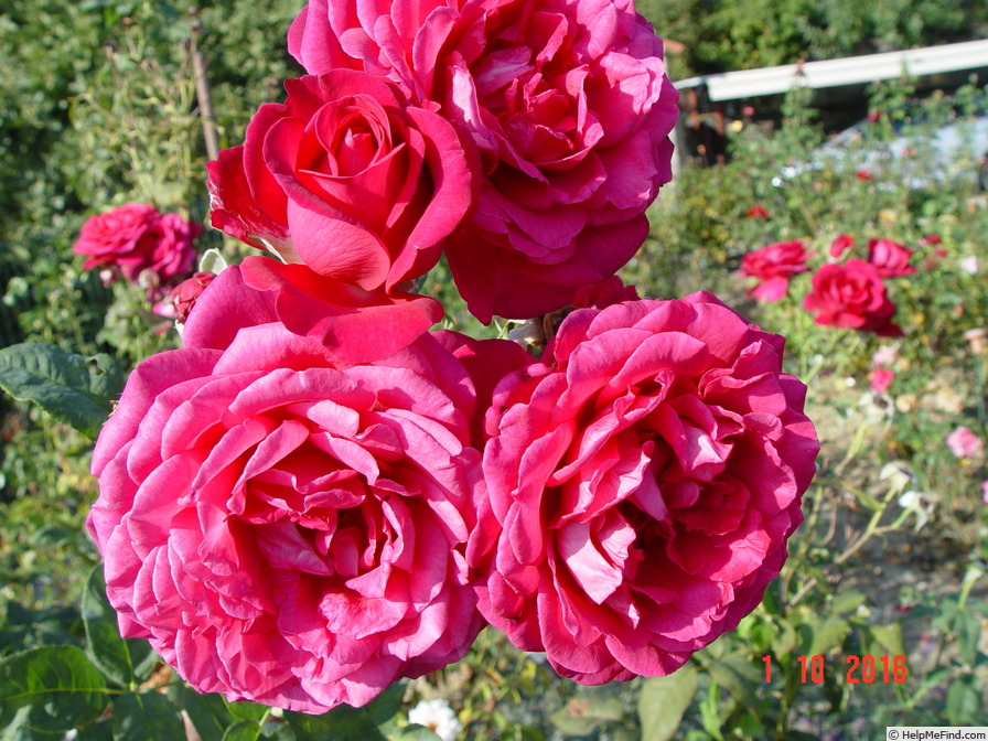 'Johann Wolfgang von Goethe Rose ®' rose photo