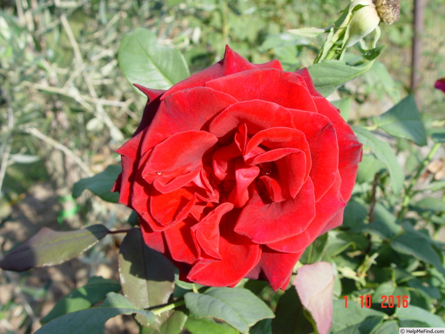 'Claret (hybrid tea, Fryer 2005)' rose photo
