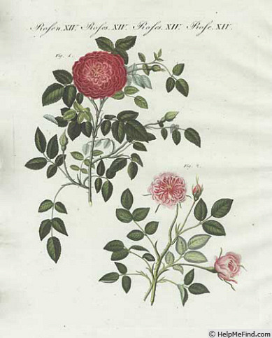 'Dijonröschen' rose photo