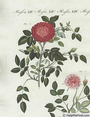 '<i>Rosa provincialis minima</i>' rose photo