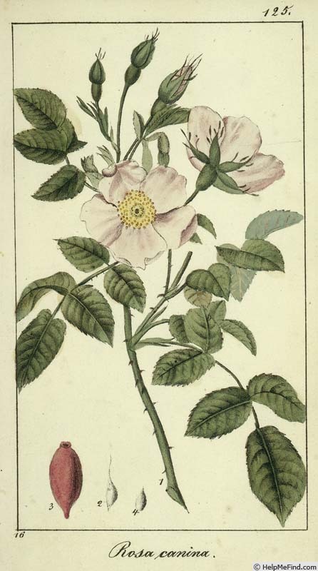 '<i>Rosa canina</i> L.' rose photo