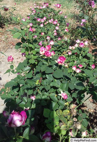 'Gardener's Heart' rose photo
