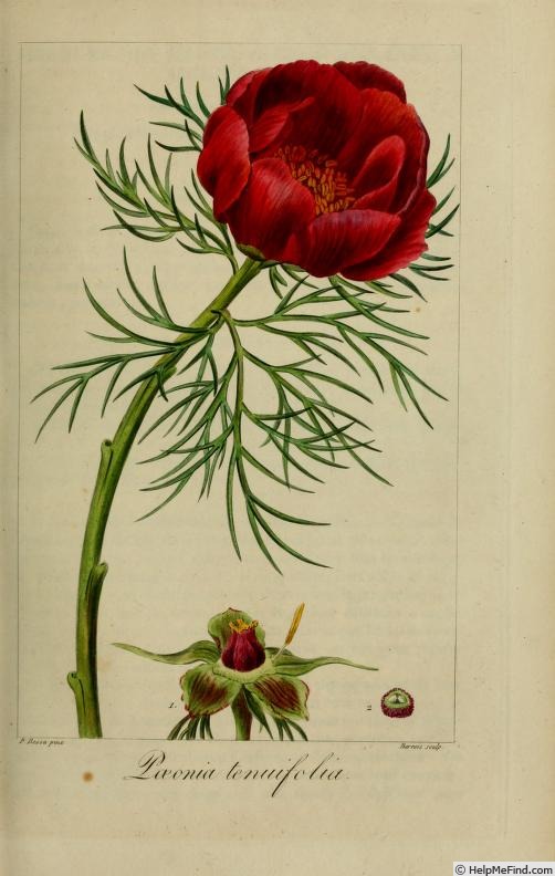 'P. tenuifolia' peony photo