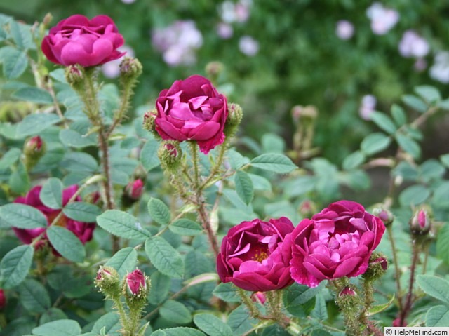'Emily Moss' rose photo