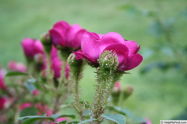 'Emily Moss' rose photo