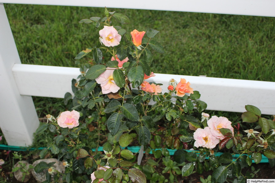 'Honey Nectar™' rose photo