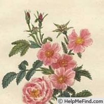 'Inermis (<i>R. alpina</i>)' rose photo