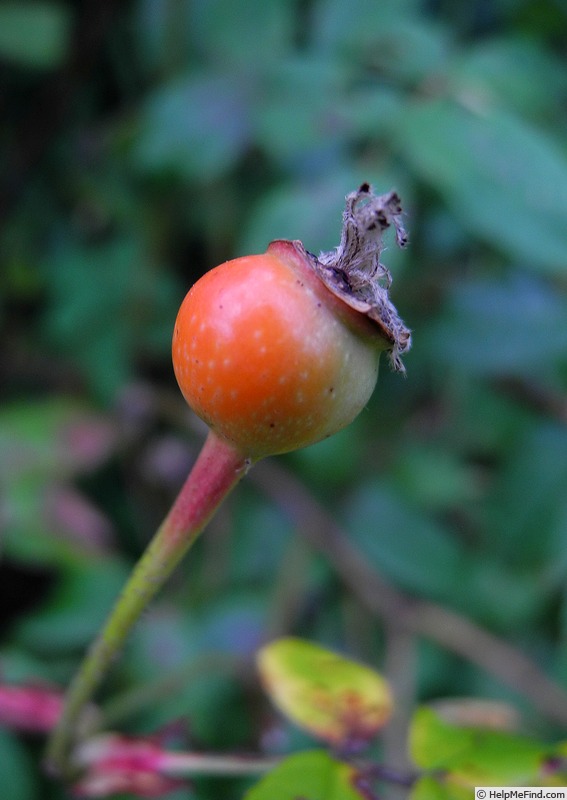 'Ispahan (damask, Unknown, before 1827)' rose photo