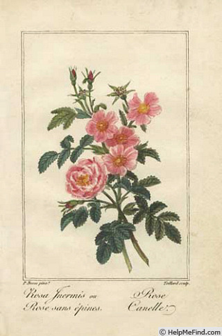 'R. cinnamomea plena' rose photo