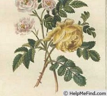 'Rosier jaune de soufre' rose photo