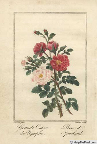 'Rosier de Portland' rose photo
