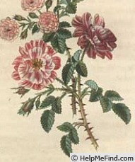 'Panachée (gallica, Unknown, before 1658)' rose photo