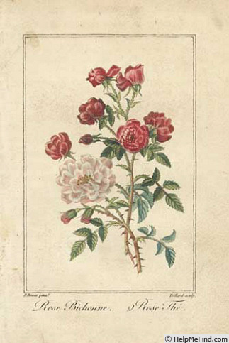 'Bengale Bichonne' rose photo