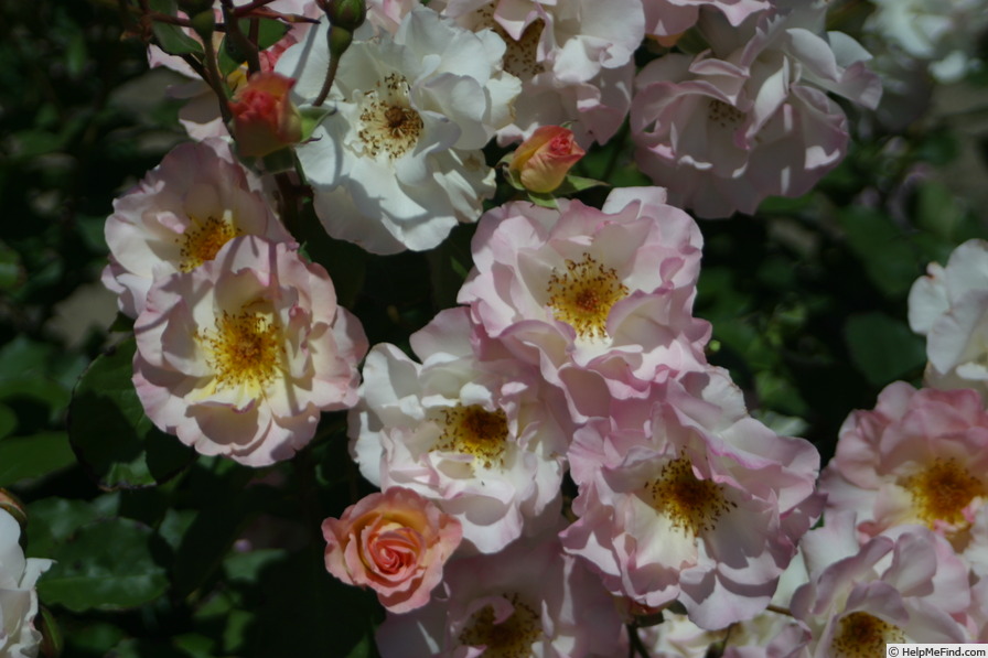 'Lady of the Dawn' rose photo