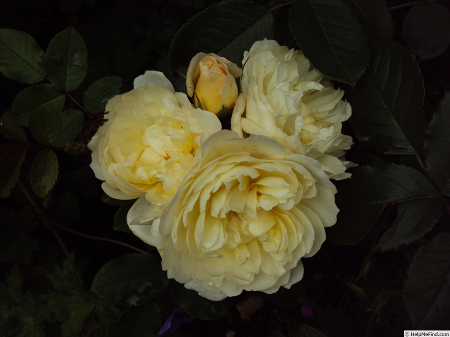 'Imogen (shrub, Austin 2016)' rose photo