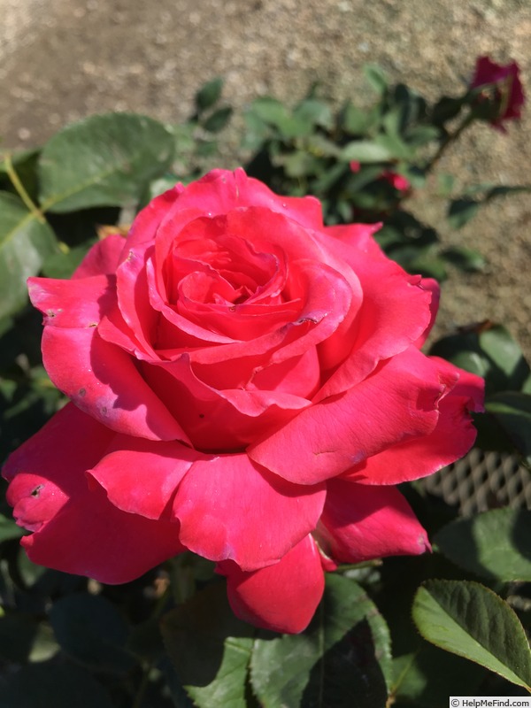 'April Moon ™ (hybrid tea, Jackson & Perkins 2016)' rose photo